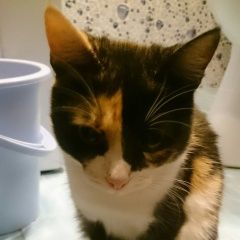 Подробнее об объявлении «Найдена кошка срочно ищем хозяев Орехово-Зуево» Фото: найдена кошка  «Найдена кошка срочно ищем хозяев Орехово-Зуево» в г. Орехово-Зуево