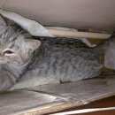 Подробнее об объявлении «Москва Найден котёнок» Фото: найдена кошка Британская короткошерстная «Москва Найден котёнок» в г. Москва