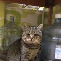 Подробнее об объявлении «Киев Найден кот» Фото: найдена кошка  «Киев Найден кот» в г. Киев