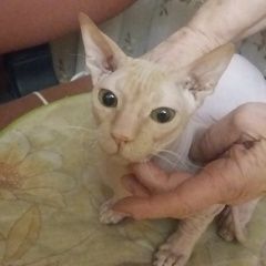 Подробнее об объявлении «Найден кот породы сфинкс Уфа» Фото: найдена кошка Сфинкс «Найден кот породы сфинкс Уфа» в г. Уфа