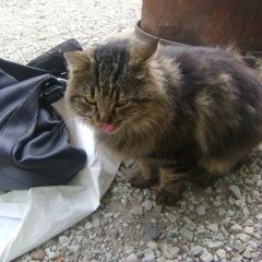 Подробнее об объявлении «Краснодар Найден кот сибирячок» Фото: найдена кошка Сибирская «Краснодар Найден кот сибирячок» в г. Краснодар