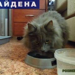 Подробнее об объявлении «Найдена кошка Щербинка» Фото: найдена кошка  «Найдена кошка Щербинка» в г. Щербинка