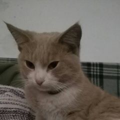 Подробнее об объявлении «Найден кот молодой котик Симферополь» Фото: найдена кошка  «Найден кот молодой котик Симферополь» в г. Симферополь