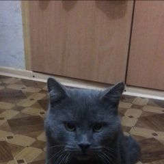 Подробнее об объявлении «Найден кот Новочеркасск» Фото: найдена кошка Британская короткошерстная «Найден кот Новочеркасск» в г. Новочеркасск
