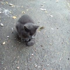 Подробнее об объявлении «Краснодар Найдена кошка (кот)» Фото: найдена кошка  «Краснодар Найдена кошка (кот)» в г. Краснодар