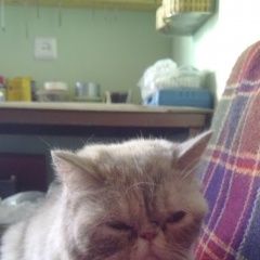 Подробнее об объявлении «Курск Найдена кошка» Фото: найдена кошка  «Курск Найдена кошка» в г. Курск