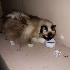 Подробнее об объявлении «Москва Найдена кошка» Фото: найдена кошка Невская маскарадная «Москва Найдена кошка» в г. Москва