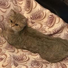 Подробнее об объявлении «Москва Найдена кошка в районе ул. большая почтовая» Фото: найдена кошка  «Москва Найдена кошка в районе ул. большая почтовая» в г. Москва