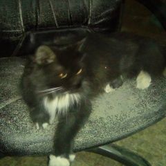 Подробнее об объявлении «Найдена кошка Мытищи» Фото: найдена кошка  «Найдена кошка Мытищи» в г. Мытищи