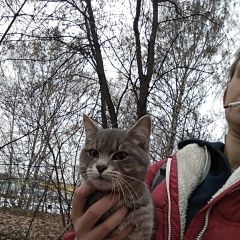 Подробнее об объявлении «Найден кот Мытищи» Фото: найдена кошка  «Найден кот Мытищи» в г. Мытищи