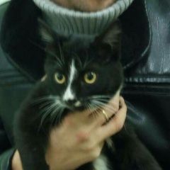 Подробнее об объявлении «Найден котик Щекино» Фото: найдена кошка  «Найден котик Щекино» в г. Щекино