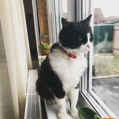 Подробнее об объявлении «Москва Найдена кошка кастрированный кот. новая» Фото: найдена кошка  «Москва Найдена кошка кастрированный кот. новая» в г. Москва