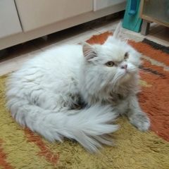 Подробнее об объявлении «Найден кот в е Реутов» Фото: найдена кошка Персидская «Найден кот в е Реутов» в г. Реутов