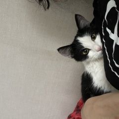 Картинка найдена кошка В городе Краснодар замечен кот. Краснодар