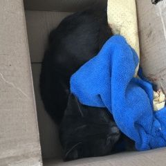 Подробнее об объявлении «Одинцово Найден кот» Фото: найдена кошка  «Одинцово Найден кот» в г. Одинцово