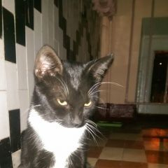 Подробнее об объявлении «Москва Найден кот ик» Фото: найдена кошка  «Москва Найден кот ик» в г. Москва