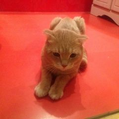 Подробнее об объявлении «Москва Найден кот вислоухий, персиковый» Фото: найдена кошка Шотландская вислоухая «Москва Найден кот вислоухий, персиковый» в г. Москва