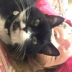 Подробнее об объявлении «Москва Найден котёнок ищет дом» Фото: найдена кошка  «Москва Найден котёнок ищет дом» в г. Москва