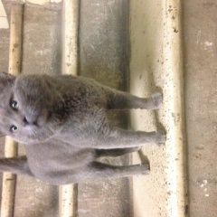 Подробнее об объявлении «Найден кот жилой комплекс акварели Балашиха» Фото: найдена кошка Британская короткошерстная «Найден кот жилой комплекс акварели Балашиха» в г. Балашиха