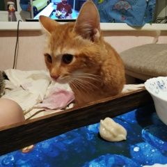 Подробнее об объявлении «Лобня Найдена кошка кто потерял котю?» Фото: найдена кошка  «Лобня Найдена кошка кто потерял котю?» в г. Лобня