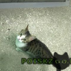 Подробнее об объявлении «Москва Найдена кошка улица алма-атинская дом» Фото: найдена кошка  «Москва Найдена кошка улица алма-атинская дом» в г. Москва