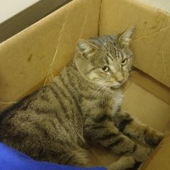 Подробнее об объявлении «Химки Найден кот» Фото: найдена кошка  «Химки Найден кот» в г. Химки