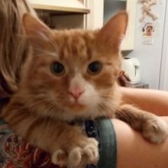 Подробнее об объявлении «Москва Найден кот рыжий кот (отрадное)» Фото: найдена кошка  «Москва Найден кот рыжий кот (отрадное)» в г. Москва