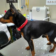 Подробнее об объявлении «Найдена собака кобель цвергпинчер.г Реутов» Фото: найдена собака Цвергшнауцер «Найдена собака кобель цвергпинчер.г Реутов» в г. Реутов