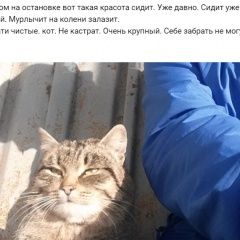 Подробнее об объявлении «Найдена кошка Курган» Фото: найдена кошка  «Найдена кошка Курган» в г. Курган
