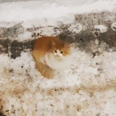 Подробнее об объявлении «Москва Найдена кошка митино» Фото: найдена кошка  «Москва Найдена кошка митино» в г. Москва