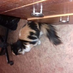 Подробнее об объявлении «Найдена кошка Кетово» Фото: найдена кошка  «Найдена кошка Кетово» в г. Кетово