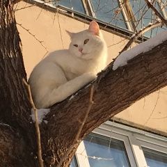 Подробнее об объявлении «Найдена кошка Курган» Фото: найдена кошка  «Найдена кошка Курган» в г. Курган