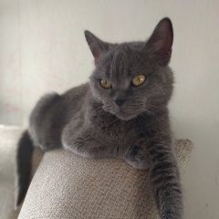 Подробнее об объявлении «Найдена кошка Курган» Фото: найдена кошка  «Найдена кошка Курган» в г. Курган