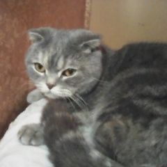 Подробнее об объявлении «Найдена кошка Курган» Фото: найдена кошка  «Найдена кошка Курган» в г. Курган
