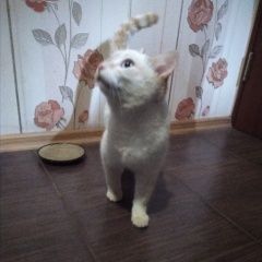 Подробнее об объявлении «Найдена кошка Курган» Фото: найдена кошка  «Найдена кошка Курган» в г. Курган