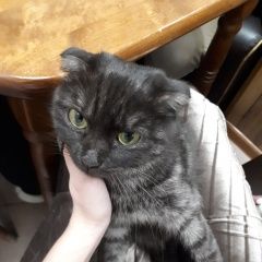 Подробнее об объявлении «Найдена кошка Курган» Фото: найдена кошка  «Найдена кошка Курган» в г. Курган