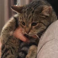 Подробнее об объявлении «Санкт-Петербург Найдена кошка или кот» Фото: найдена кошка  «Санкт-Петербург Найдена кошка или кот» в г. Санкт-Петербург