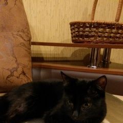 Подробнее об объявлении «Санкт-Петербург Найдена кошка черная кошечка ул. руставели» Фото: найдена кошка  «Санкт-Петербург Найдена кошка черная кошечка...» в г. Санкт-Петербург