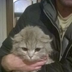 Подробнее об объявлении «Москва Найдена кошка» Фото: найдена кошка Шотландская вислоухая «Москва Найдена кошка» в г. Москва