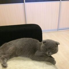 Подробнее об объявлении «Найдена кошка Курган» Фото: найдена кошка  «Найдена кошка Курган» в г. Курган