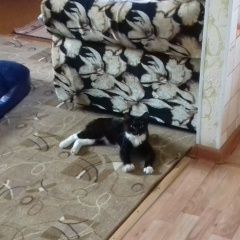 Подробнее об объявлении «Найден кот Курган» Фото: найдена кошка  «Найден кот Курган» в г. Курган