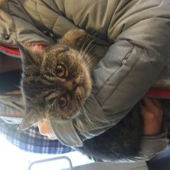 Подробнее об объявлении «Москва Найдена кошка юго-запад москвы» Фото: найдена кошка  «Москва Найдена кошка юго-запад москвы» в г. Москва