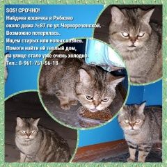 Подробнее об объявлении «Найдена кошка Курган» Фото: найдена кошка  «Найдена кошка Курган» в г. Курган