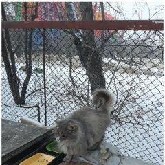 Подробнее об объявлении «Найдена кошка Курган» Фото: найдена кошка  «Найдена кошка Курган» в г. Курган