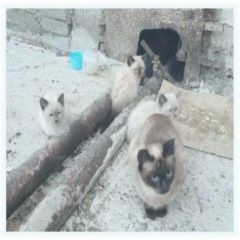Подробнее об объявлении «Найдена кошка Курган» Фото: найдена кошка  «Найдена кошка Курган» в г. Курган