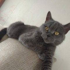 Подробнее об объявлении «Найдена кошка Курган» Фото: найдена кошка  «Найдена кошка Курган» в г. Курган