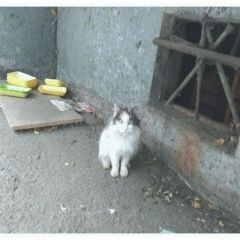 Подробнее об объявлении «Найдена кошка Курган» Фото: найдена кошка  «Найдена кошка Курган» в г. Курган
