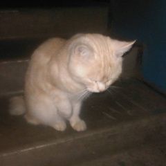 Подробнее об объявлении «Найдена кошка Курган» Фото: найдена кошка  «Найдена кошка Курган» в г. Курган