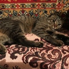 Подробнее об объявлении «Москва Найдена кошка вислоухая» Фото: найдена кошка Шотландская вислоухая «Москва Найдена кошка вислоухая» в г. Москва