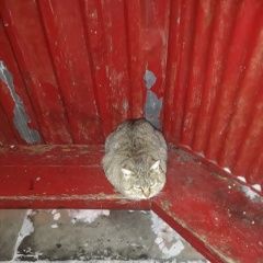 Подробнее об объявлении «Найдена кошка Курган» Фото: найдена кошка  «Найдена кошка Курган» в г. Курган